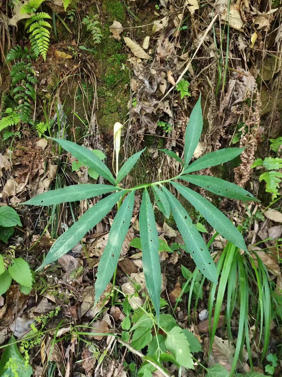 神農中醫(yī)館 神農中醫(yī)館